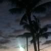 Back on land, the moon shone through the palm trees.